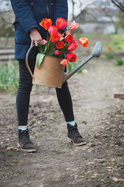 花园里有浇水的女孩 有郁金香和工具 春天和园圃 — 图库照片