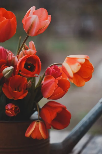 庭の背景にある散水缶の赤いチューリップの花束 — ストック写真