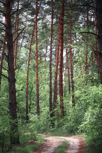 Beautiful Landscape Nature Walks Beautiful Pine Forest Blue Sky Early — Stock Photo, Image