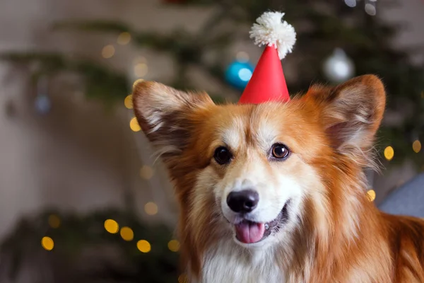 Natale Bello Corgi Soffice Cane Sullo Sfondo Del Tre Natale — Foto Stock