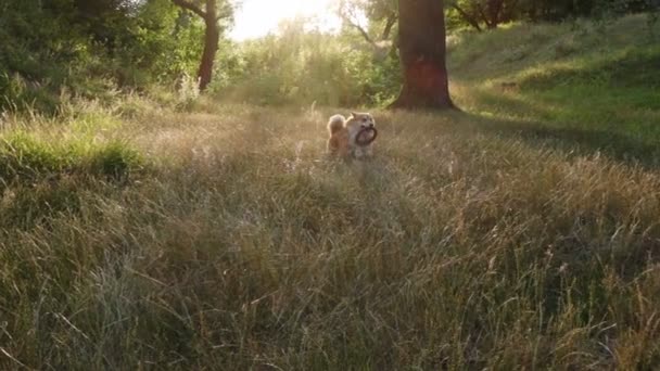Rolig Walesisk Corgi Fluffig Hund Leker Med Gummiringen Leksak — Stockvideo