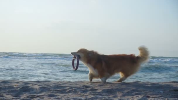 风趣的科吉毛茸茸的狗在沙滩海岸边跑来跑去 玩着它的橡皮圈玩具 — 图库视频影像