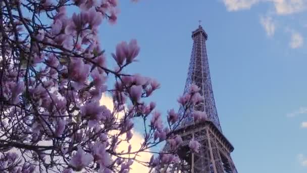 Πύργος Του Άιφελ Κλαδιά Δέντρου Sakura Και Γαλάζιο Ουρανό — Αρχείο Βίντεο