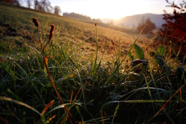 Утром Горах Трава Капли Росы Рассвет Задней — стоковое фото