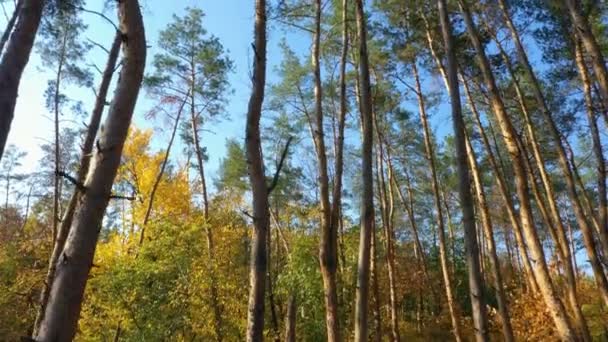 Travi Sole Che Riversano Tra Gli Alberi Una Pineta — Video Stock