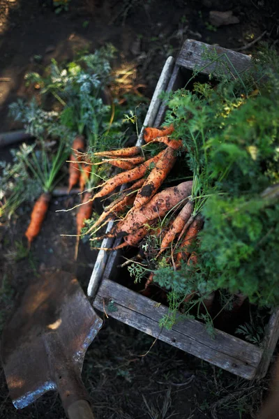 Уборка Моркови Много Моркови Коробке Саду Лопата — стоковое фото