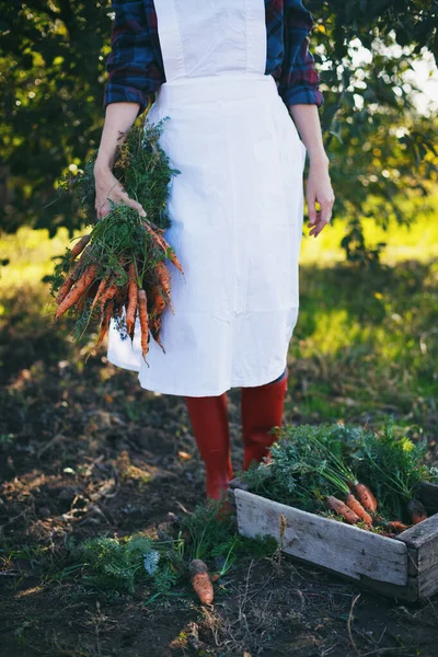 Raccogliere Carote Ragazza Raccoglie Carote Nel Garde — Foto Stock