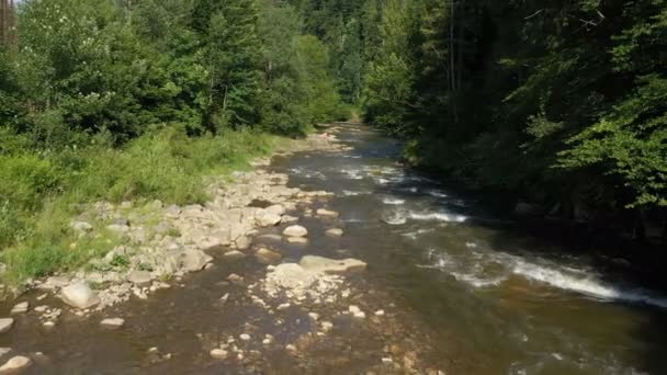 松林を流れる美しい山の川 — ストック動画