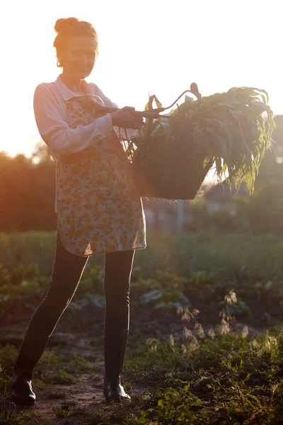 静物画 村の女の子は庭で働いています 女の子はトウモロコシと園芸道具でバスケットを持っています 日没時には — ストック写真