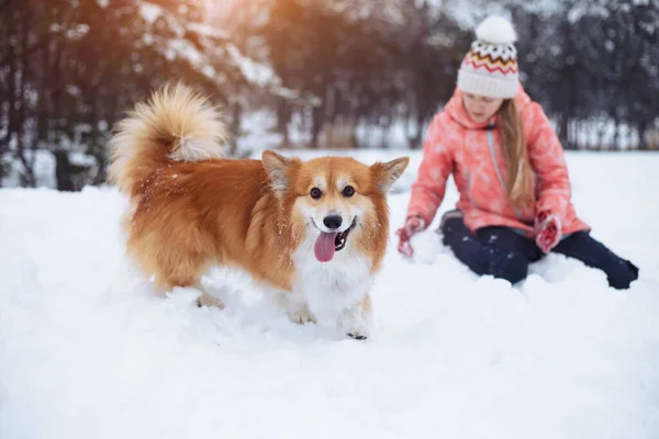 Hermosa Chica Rubia Corgi Esponjoso Invierno — Foto de Stock