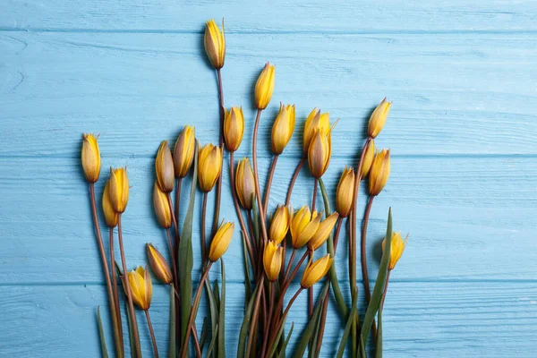 Nature Morte Belles Tulipes Jaunes Sauvages Sur Fond Bleu — Photo