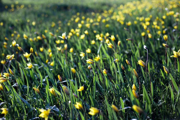 落日下 草地上美丽的野生黄色郁金香 Tulipa Quercetoru — 图库照片