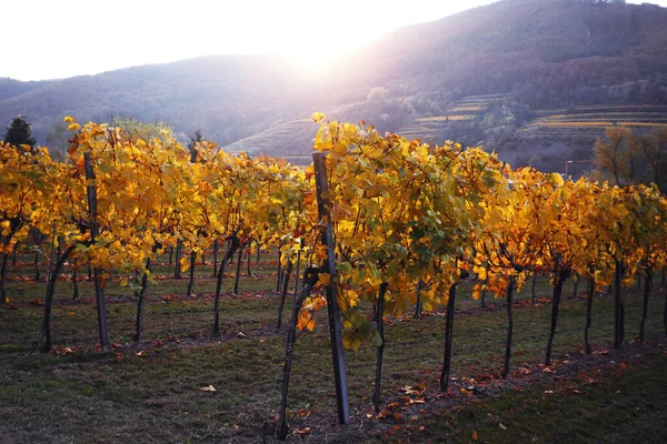 Autumn Vineyards Sunset Ligh — Stock Photo, Image