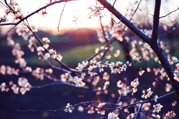 Ветка Дерева Бутонами Фон Весна Цветочная Спинка — стоковое фото