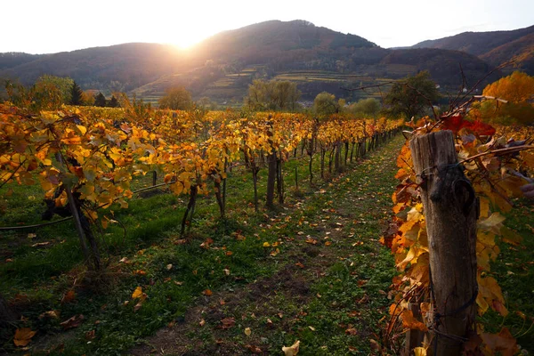 Autumn Vineyards Sunset Ligh — Stock Photo, Image