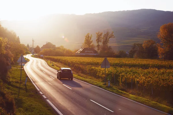 Estrada Montanha Estrada Através Das Vinhas Pôr Sol Wachau Valle — Fotografia de Stock