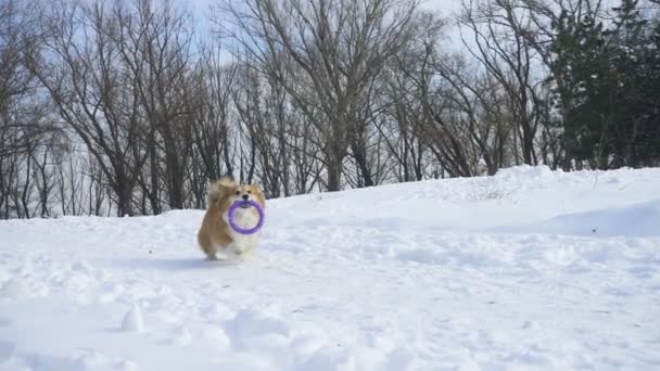 滑稽的威尔什 科奇毛茸茸的狗在雪地上玩橡皮圈玩具 — 图库视频影像