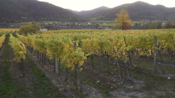 Pohled Podzimní Vinice Kopcích Slavného Rakouského Údolí Wachau Při Západu — Stock video