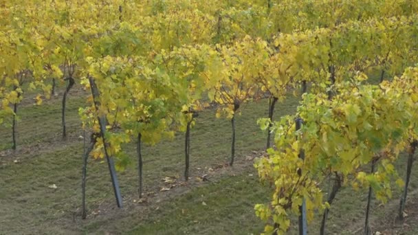 Uitzicht Herfst Wijngaarden Een Heuvels Van Beroemde Oostenrijkse Vallei Wachau — Stockvideo