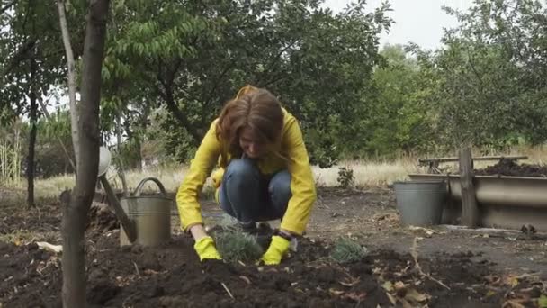 Vrouw Planten Lavendel Zaailingen Herfst Tuin — Stockvideo