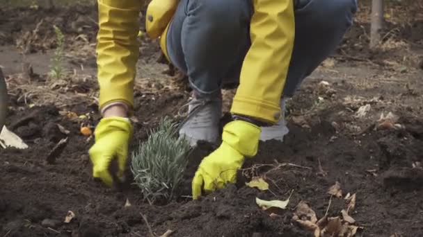 Femeie Plantarea Răsadurilor Lavandă Grădina Toamnă — Videoclip de stoc