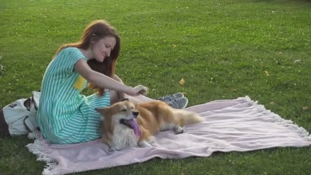 女の子は草の上に座りウェルシュコーギーペンブロークふわふわの犬を連れてきて — ストック動画