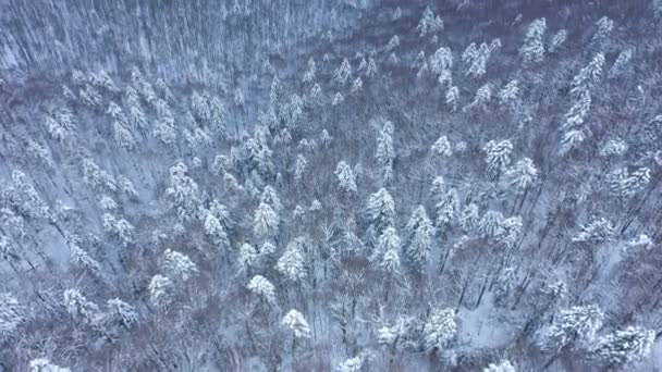 Luchtfoto Drone Uitzicht Het Bos Hoog Bergen Heuvel Winter Met — Stockvideo