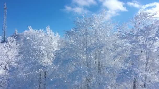 Вид Красивые Белые Замерзшие Деревья Морозном Зимнем Горном Лесу — стоковое видео