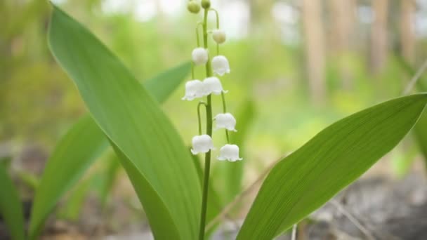 Vad Növekvő Liliom Völgyben Virágok Tavaszi Erdőben Közelről Kilátás — Stock videók