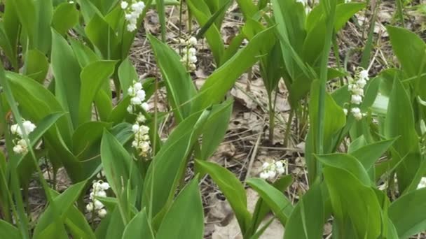 Vad Növekvő Liliom Völgyben Virágok Tavaszi Erdőben Közelről Kilátás — Stock videók