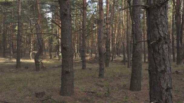 Sonnenstrahlen Ergießen Sich Durch Bäume Einem Kiefernwald — Stockvideo