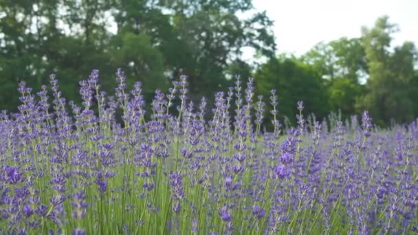 Κοντινή Θέα Των Μοβ Ανθισμένα Λουλούδια Λεβάντα Στο Ηλιόλουστο Πεδίο — Αρχείο Βίντεο
