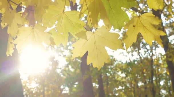 Schöne Bunte Herbst Ahornblätter Aus Nächster Nähe — Stockvideo