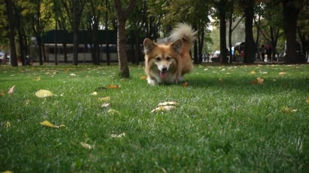 Funny Welsh Corgi Fluffy Dog Walking Outdoors — Stock Video