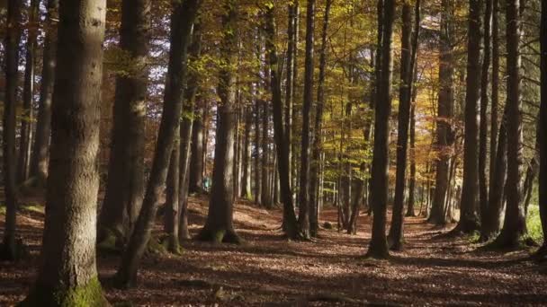 Sol Strålar Skiner Genom Träden Grenar Den Soliga Höstskogen — Stockvideo