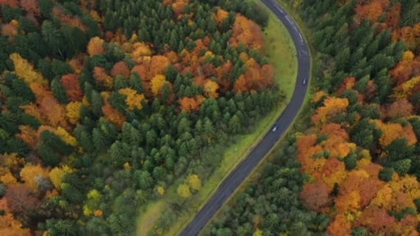 Luchtfoto Van Bergweg Bij Het Herfstbos Met Felgekleurde Bomen — Stockvideo