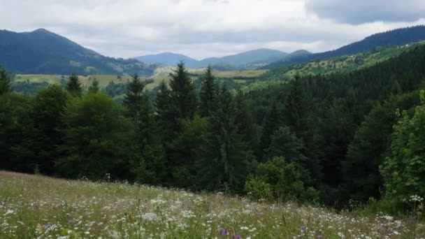 Beautiful Summer Mountain Landscape Meadow Flowers Pine Trees — Stock Video
