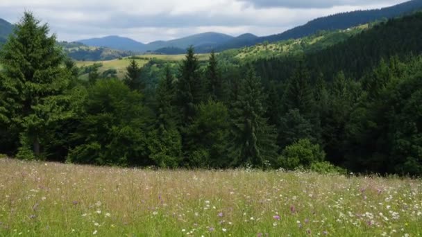 Beautiful Summer Mountain Landscape Meadow Flowers Pine Trees — Stock Video