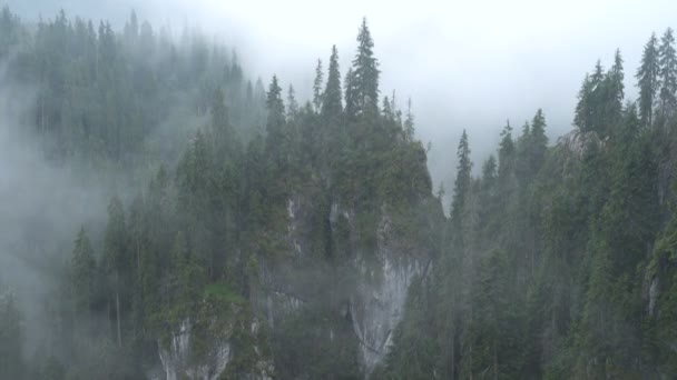 Ομίχλη Καλύπτονται Πεύκο Βραχώδη Βουνά — Αρχείο Βίντεο