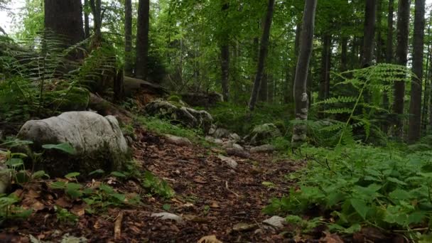 Famiglia Attiva Madre Figlie Escursioni Montagna — Video Stock