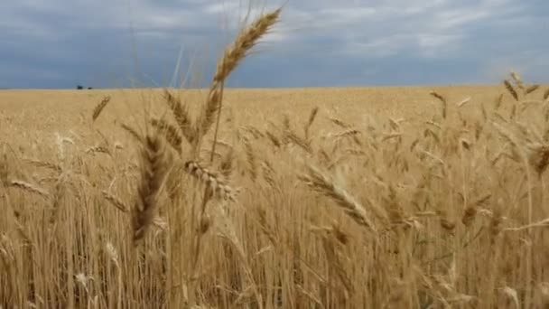 Летний Пейзаж Вечерним Пшеничным Полем Закате — стоковое видео