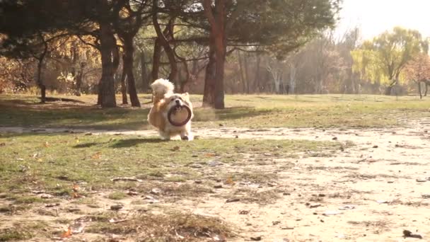 Смішний Валлійський Пухнастий Собака Грає Гумовою Кільцевою Іграшкою — стокове відео
