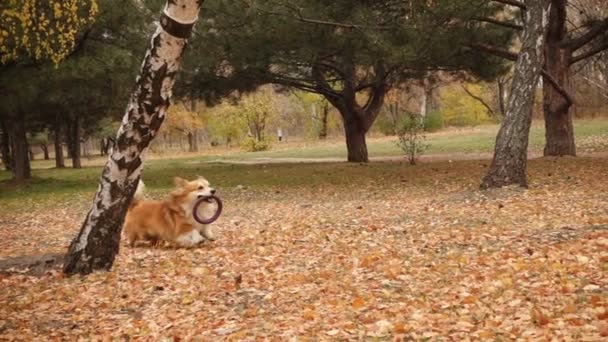 Rolig Walesisk Corgi Fluffig Hund Leker Med Gummiringen Leksak — Stockvideo