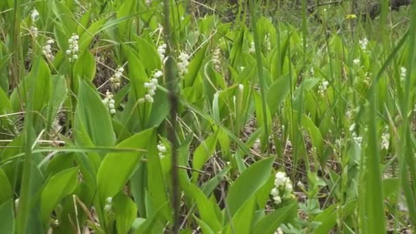 Дика Лілія Квітів Долини Весняному Лісі Крупним Планом — стокове відео