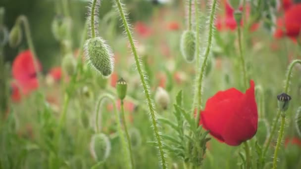 Wild Growing Poppies Flowers Wind Spring Field — Stock Video