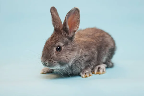 Mavi Bir Sırtta Küçük Bir Tavşan — Stok fotoğraf