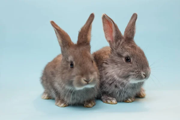 Een Twee Konijntjes Een Blauwe Achtergrond — Stockfoto