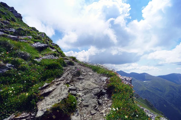 Fiori Selvatici Montagne Trai — Foto Stock