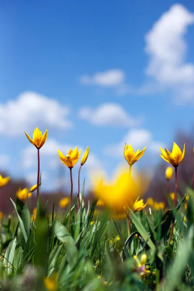 Schöne Wilde Gelbe Tulpen Auf Der Wiese Tulipa Quercetoru — Stockfoto