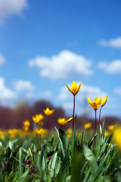 Hermosos Tulipanes Amarillos Salvajes Prado Tulipa Quercetoru —  Fotos de Stock